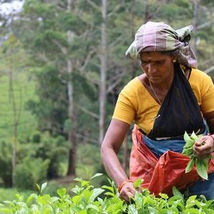 Teepflückerinnen in Sri Lanka