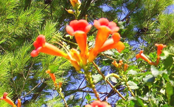 BLUMEN der SOLIDARITÄT